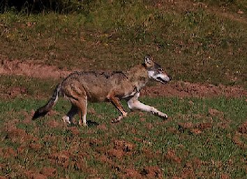 Európai farkas (Canis lupus) Derenk közelében  - Aggteleki Nemzeti Park