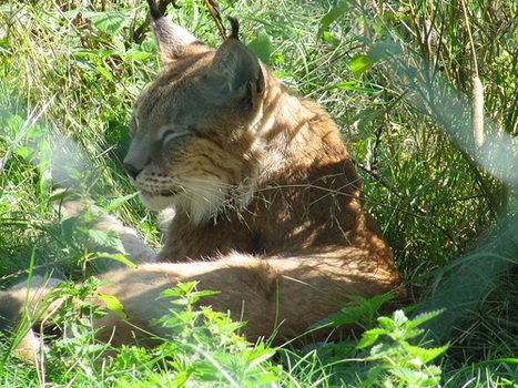 Az európai hiúz (Lynx lynx) rendszeresen előfordul az Aggteleki Nemzeti Park területén