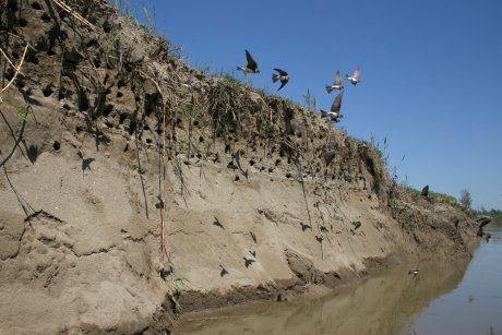 Partifecskék a Tisza partoldalában (fotó: dr. Szép Tibor, forrás: www.mme.hu)