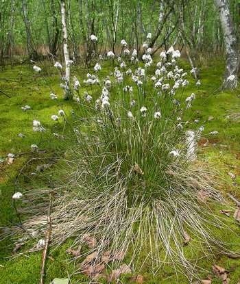 A Keleméri Mohos tavak jégkorszaki reliktum növénye a hüvelyes gyapjúsás (Eriophorum vaginatum)