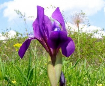 Magyar nőszirom (Iris aphylla subsp. hungarica) egyik legnagyobb állománya található az Edeléyi Magyar nőszirmos TT területén.