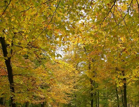 Őszi színek az Aggteleki Nemzeti Parkban